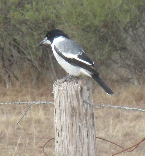 Butcher Bird