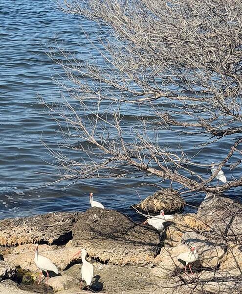 Screenshot 2025-11-24 at 7.37.09 AM