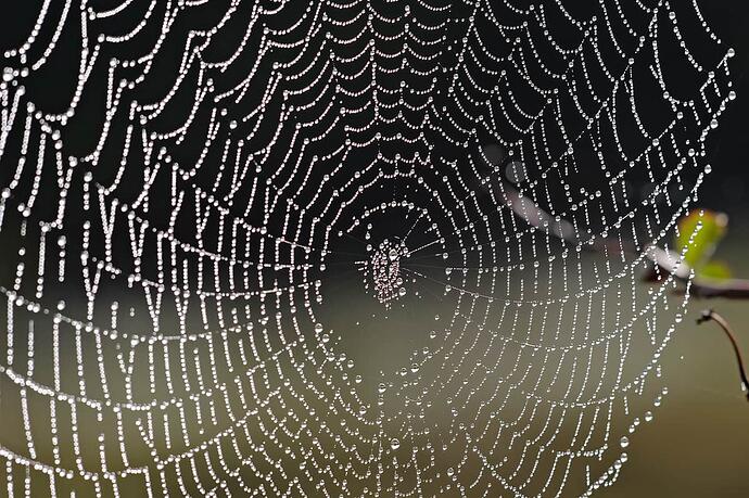 Spider_web_with_dew_drops04