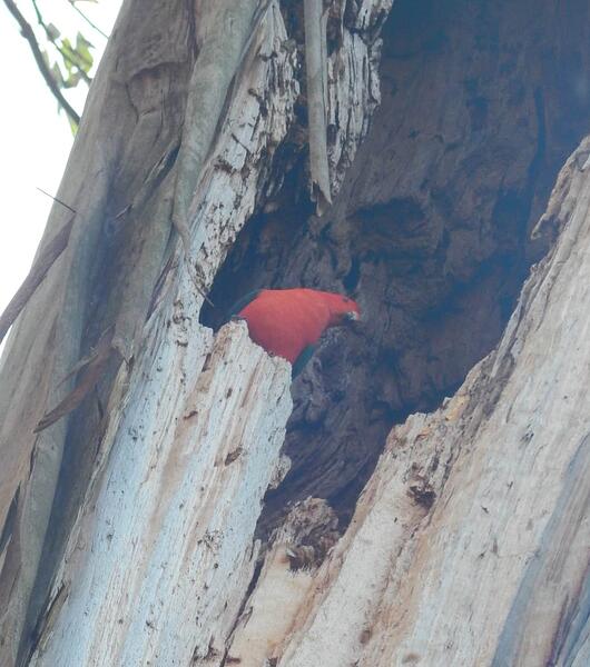 King Parrot 1