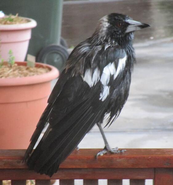 Magpie 2