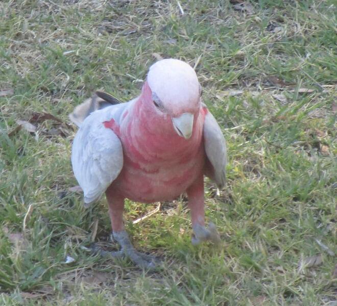 Galah 2