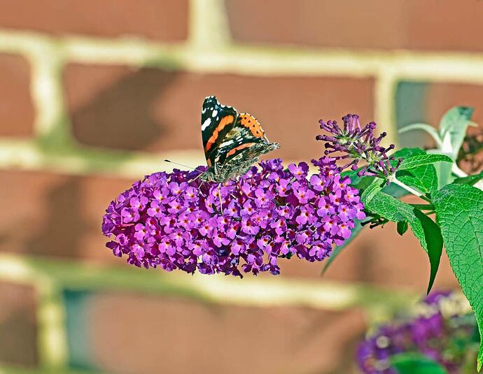 red admiral
