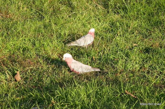 260418 005 Morning Walk Galahs