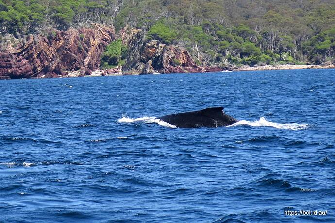 141030 125 Eden Whale Watching