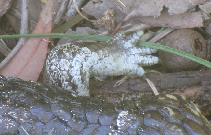 foot blue tongue