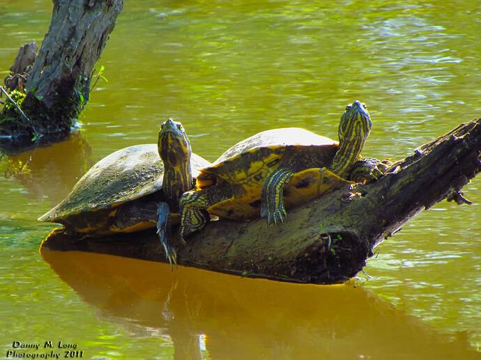yellow-bellied-slider-turtles_5663197815_o