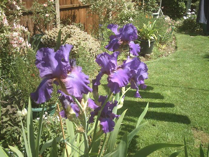 Iris May '22 004