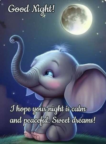 elephant night