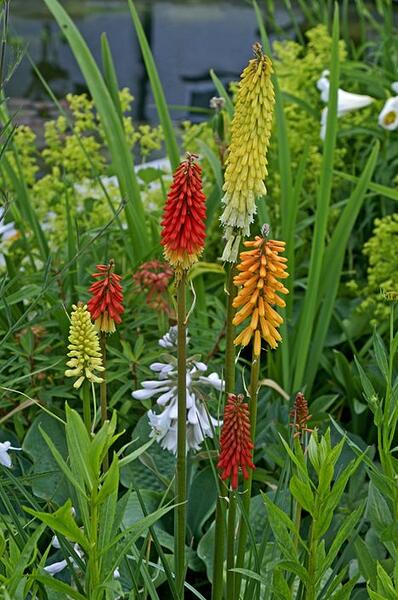 kniphofia-in-cottage-garden-shutterstock-com_17978