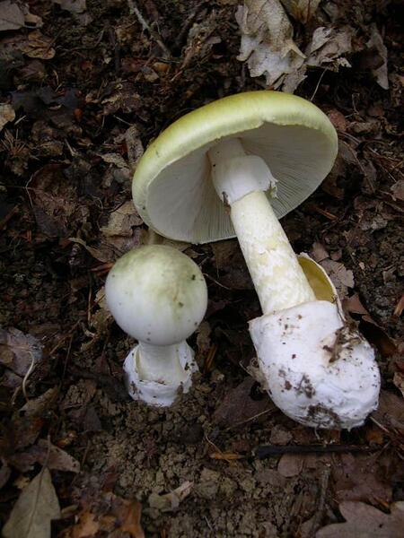 Amanita_phalloides_1-768x1024