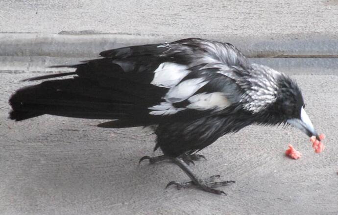 Magpie 1