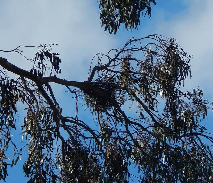 nest 1