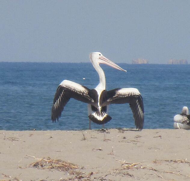 pelican 1