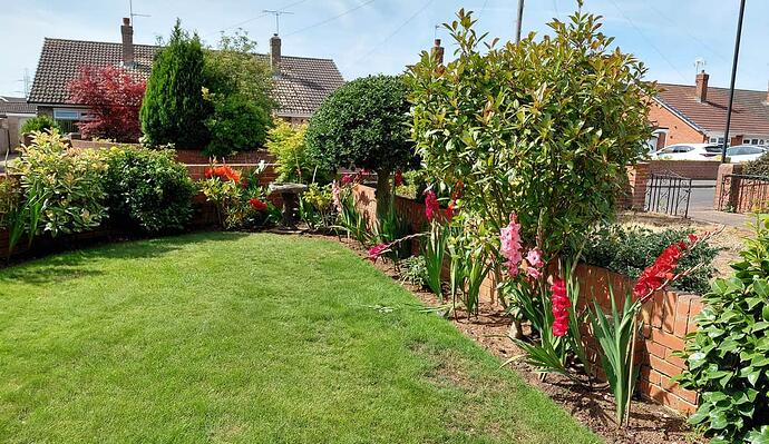 Gladioli 020826