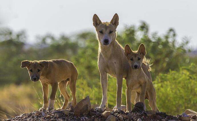 dingo 2 pups