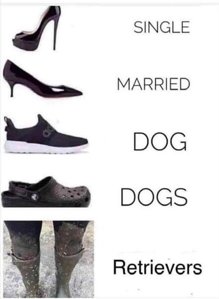 dog shoes