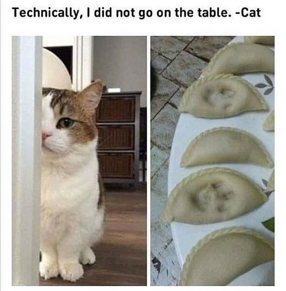 cat-technically-did-not-go-on-table-cat