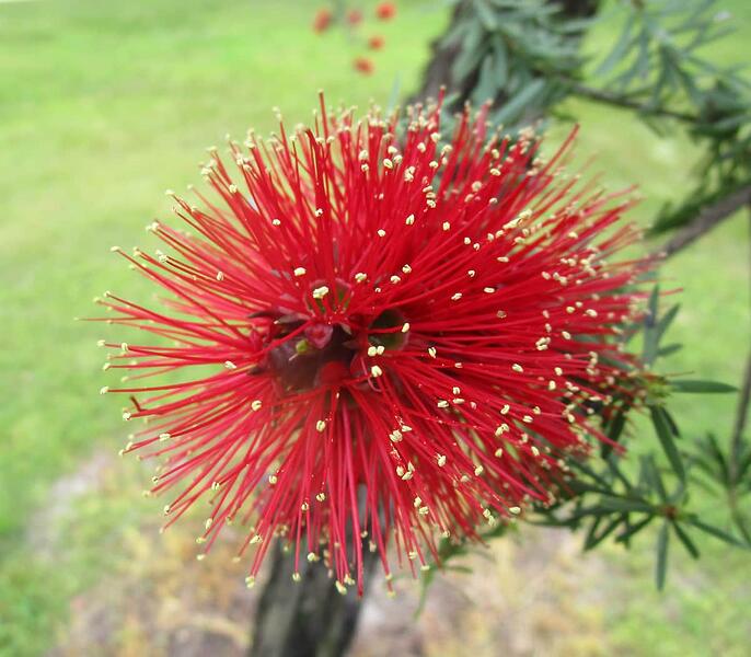 red flower