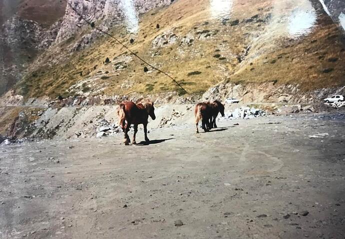 andorra wild horses