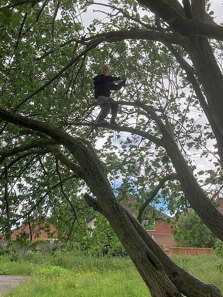 tree.josh