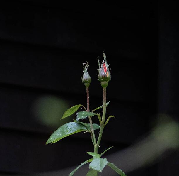 P1005782