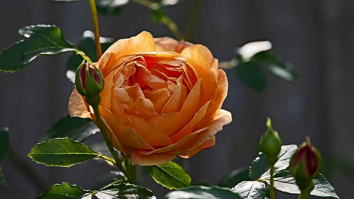 rosea