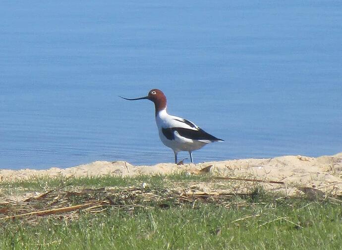 Red Necked Avocet
