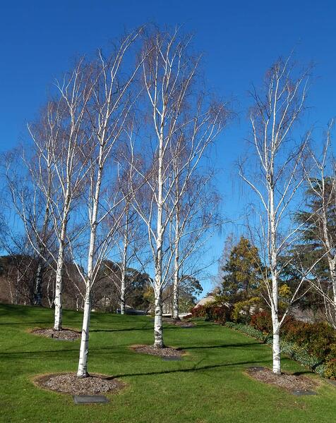 trees 2