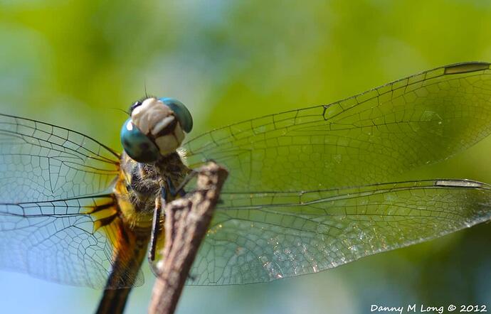 dragonfly-posing_7234916358_o