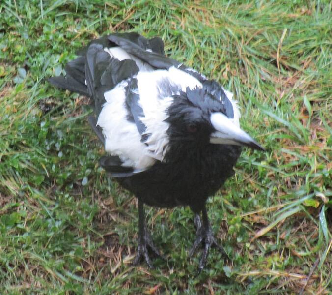 Magpie 3