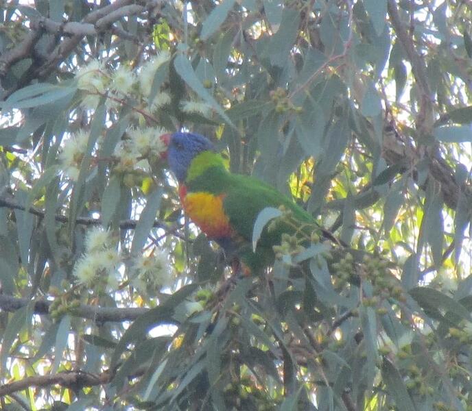 Rainbow Lorikeet