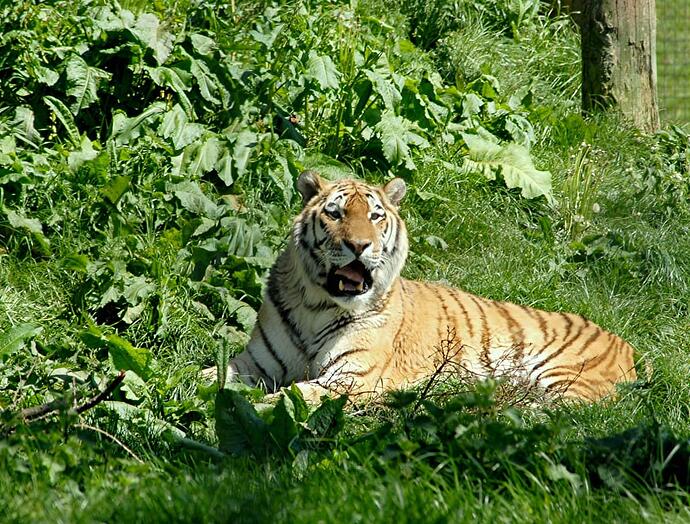 OPF_Whipsnade 063