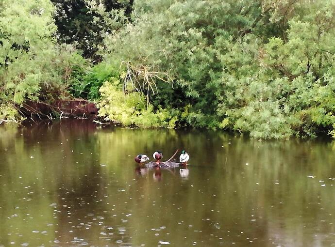 Ducks on a raft