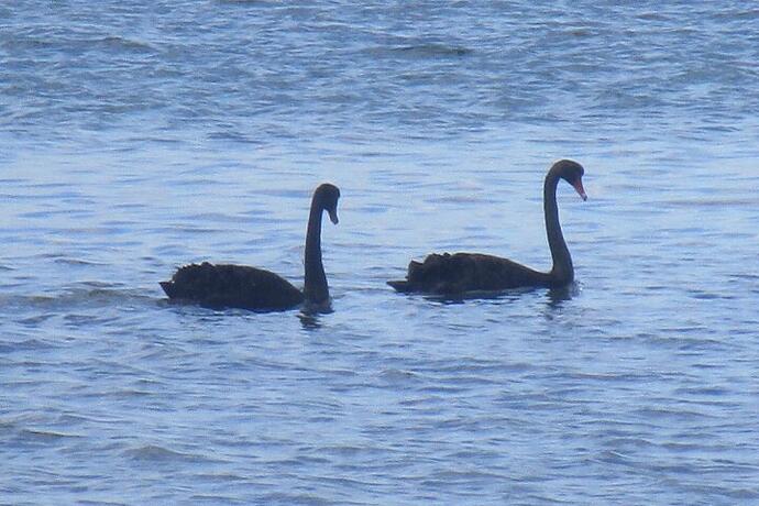 Swans 2