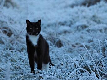 wild winter cat