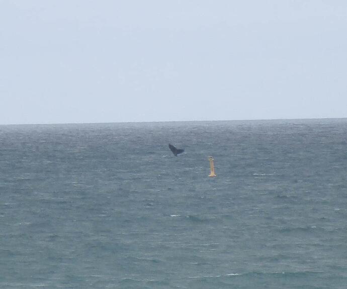 Whale 1