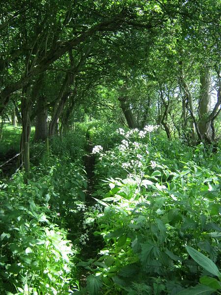 S6 Path Alongside Ditch-Grassy