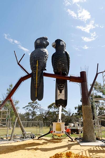 cockatoos 1