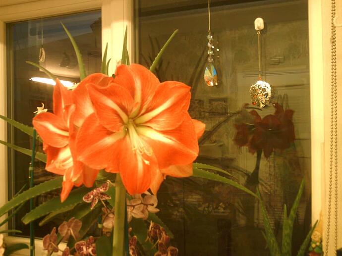 Amaryllis Mar '22 003