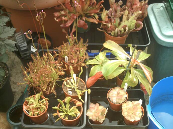 My Carnivorous plants July 2020 014