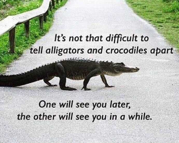 joke aligate and croc