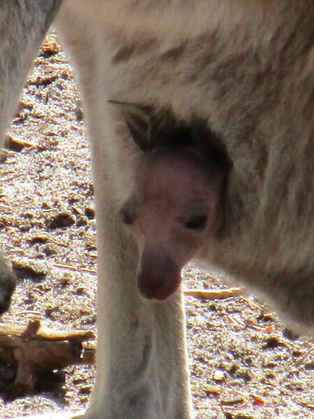 Close up Joey in pouch