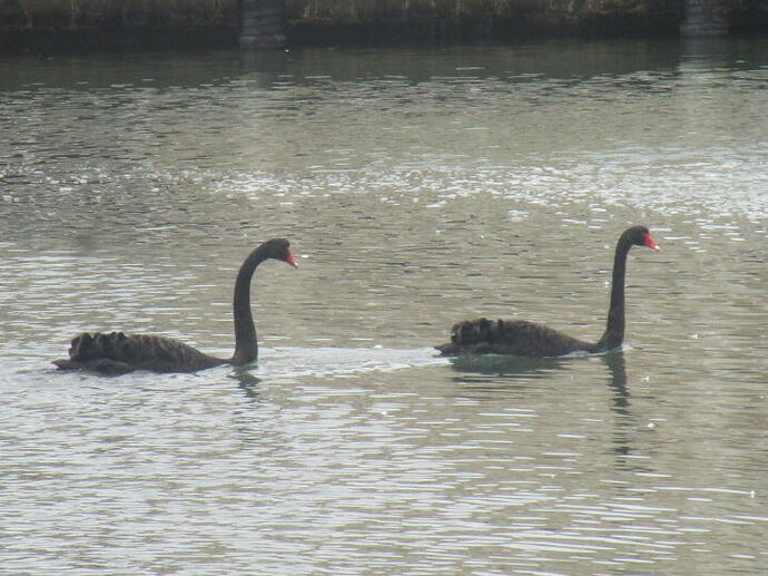 Swans 1