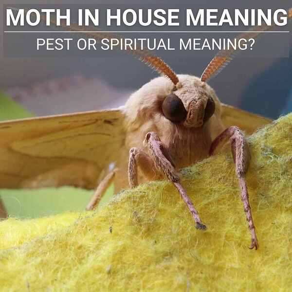 Moth-In-House-Meaning