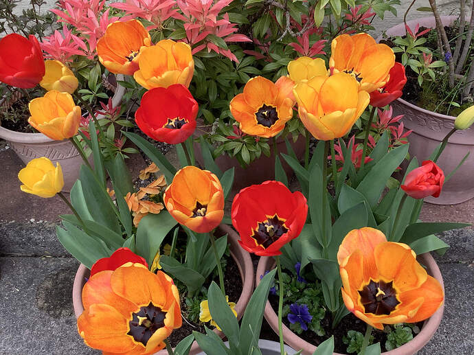 Tulips.HEIC
