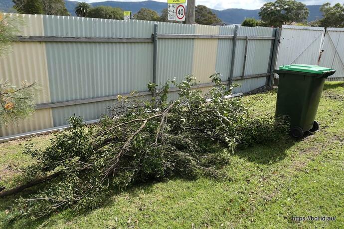 250902 001 Foliage Removal