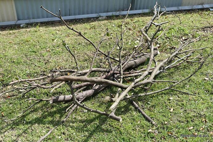 250902 004 Foliage Removal