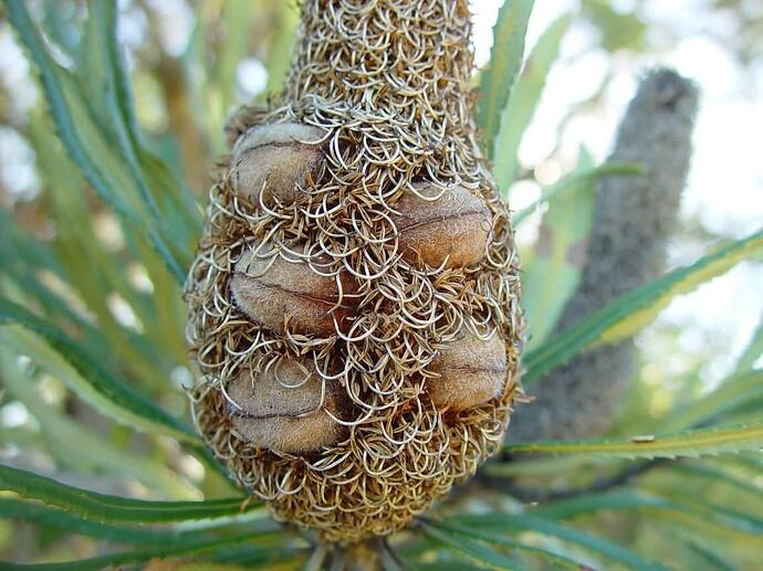 banksia-cone-with-seed-pods-edgewater-1152x864