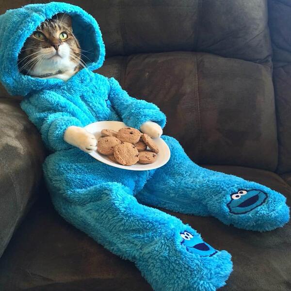 cookie-monster-cat